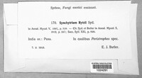 Synchytrium rytzii image
